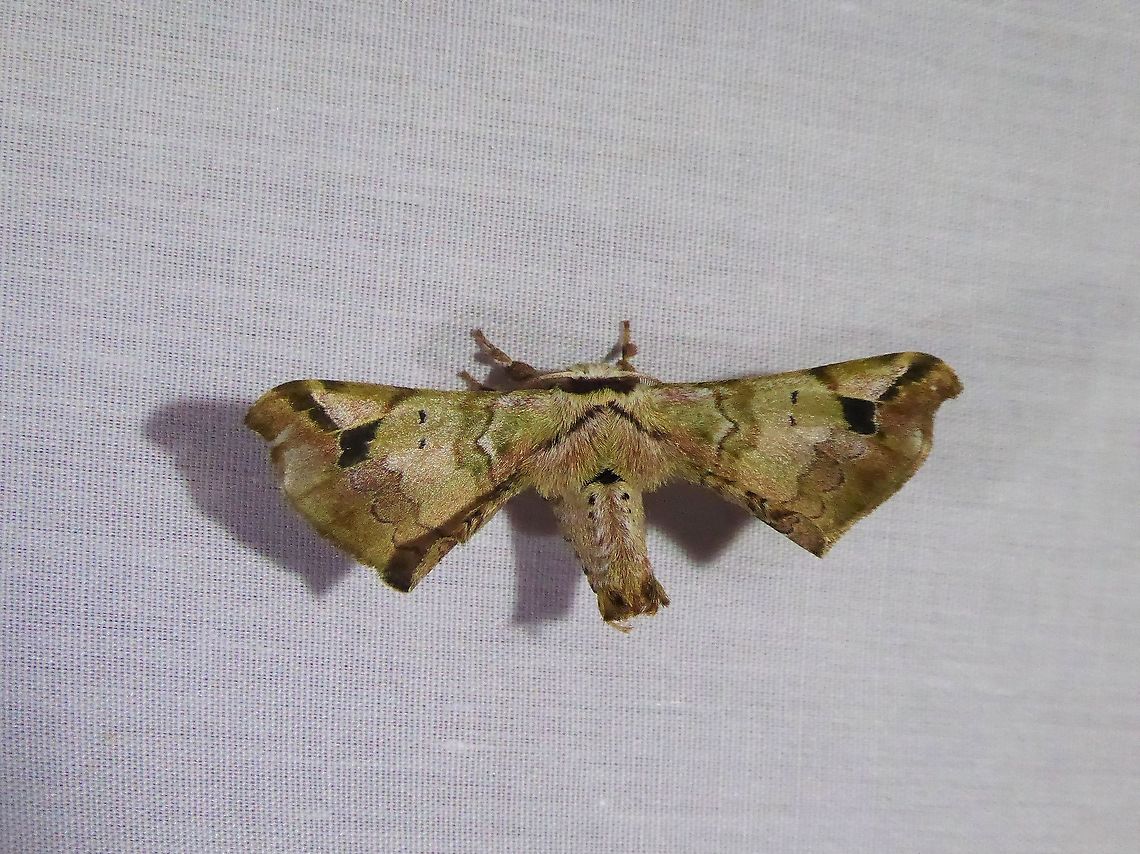 Quentalia lapanensis (Bombycidae) PNYC - San Alberto, Pasco, Peru. Mar 14, 2020 Geotagged,Peru,Quentalia lapanensis,Summer