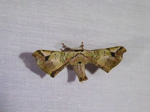 Quentalia lapanensis (Bombycidae) PNYC - San Alberto, Pasco, Peru. Mar 14, 2020 Geotagged,Peru,Quentalia lapanensis,Summer