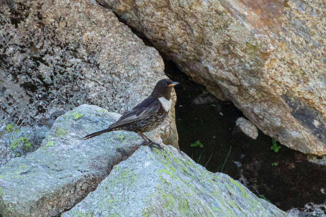 Ring ouzel (Turdus torquatus) Estany de Juclar, Andorra. Jul 30, 2021 Andorra,Geotagged,Ring ouzel,Summer,Turdus torquatus