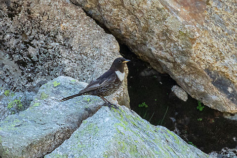 Ring ouzel (Turdus torquatus) Estany de Juclar, Andorra. Jul 30, 2021 Andorra,Geotagged,Ring ouzel,Summer,Turdus torquatus