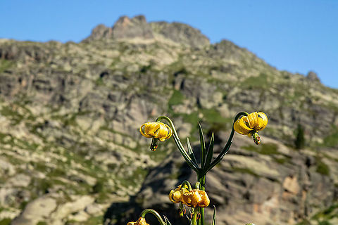 Pyrenean Lily (Lilium pyrenaicum) Estany de Juclar, Andorra. Jul 30, 2021 Andorra,Geotagged,Lilium pyrenaicum,Summer