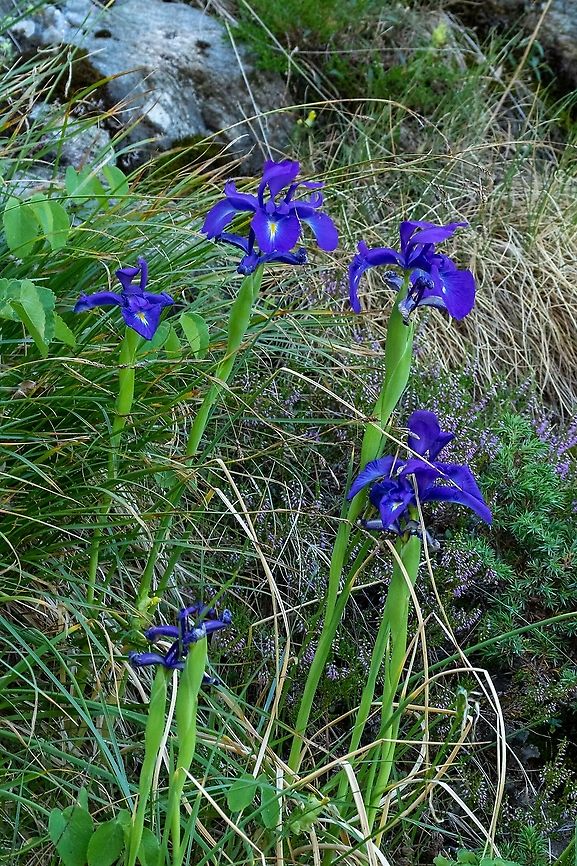 Pyrenenean Iris (Iris latifolia) Vall d&#039;Incles, Andorra. Jul 30, 2021 Andorra,English iris,Geotagged,Iris latifolia,Summer
