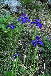 English iris