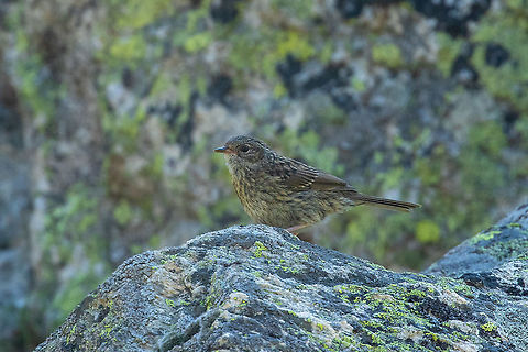 Young Dunnock (Prunella modularis) Vall d'Incles, Andorra. Jul 30, 2021 Andorra,Dunnock,Geotagged,Prunella modularis,Summer