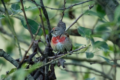 Common Linnet (Linaria cannabina) Vall d'Incles, Andorra. Aug 2, 2021 Andorra,Common Linnet,Geotagged,Linaria cannabina,Summer