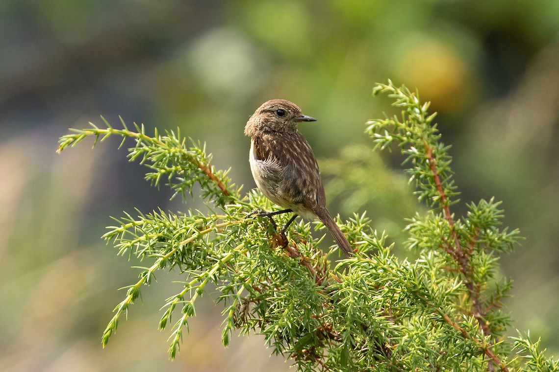Young European Stonechat (Saxicola rubicola) Canillo, Andorra. Jul 31, 2021 Andorra,European Stonechat,Geotagged,Saxicola rubicola,Summer