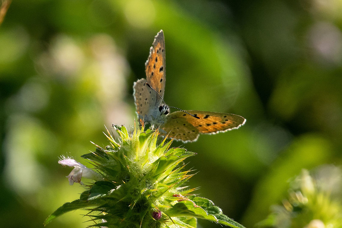 Purple-shot copper (Lycaena alciphron) Vall d'Incles, Andorra. Jul 30, 2021 Andorra,Geotagged,Lycaena alciphron,Purple-shot copper,Summer