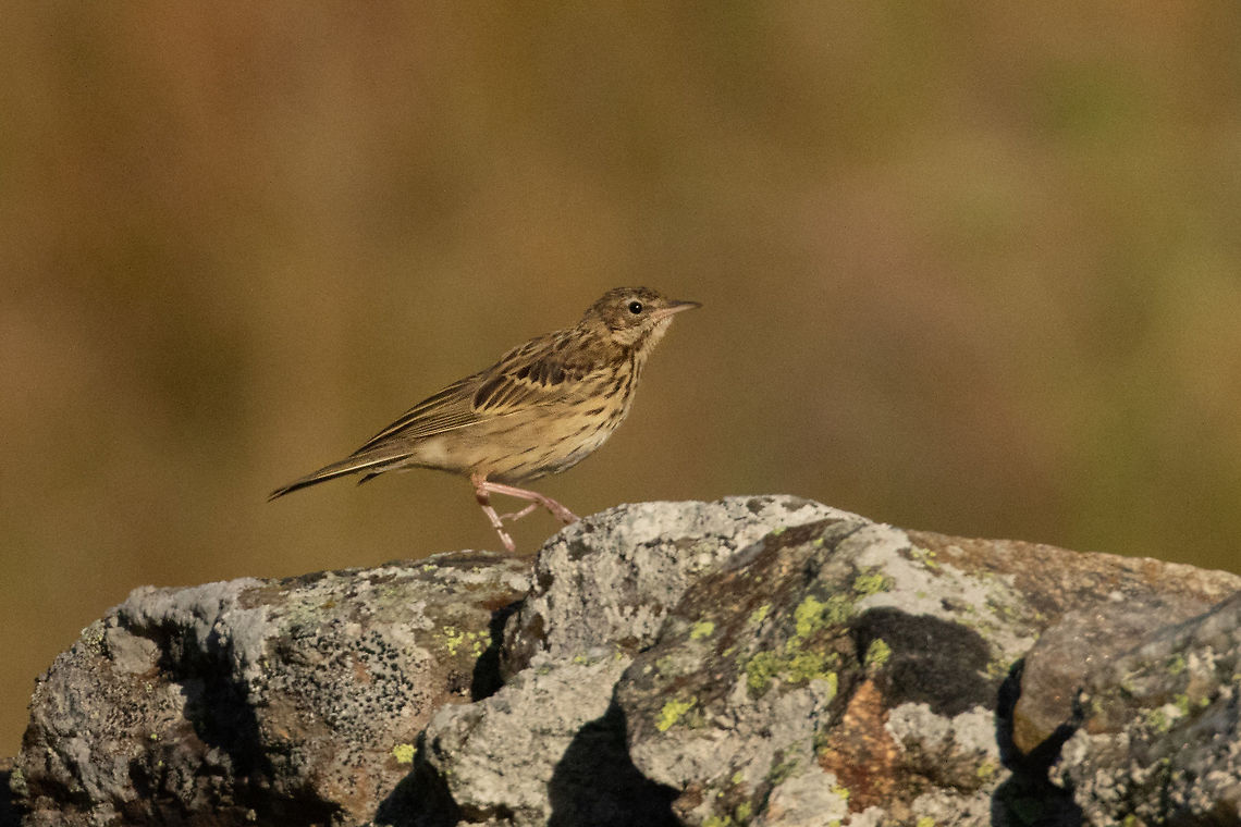Tree Pipit (Anthus trivialis) Vall d&#039;Incles, Andorra. Jul 30, 2021 Andorra,Anthus trivialis,Geotagged,Summer,Tree Pipit
