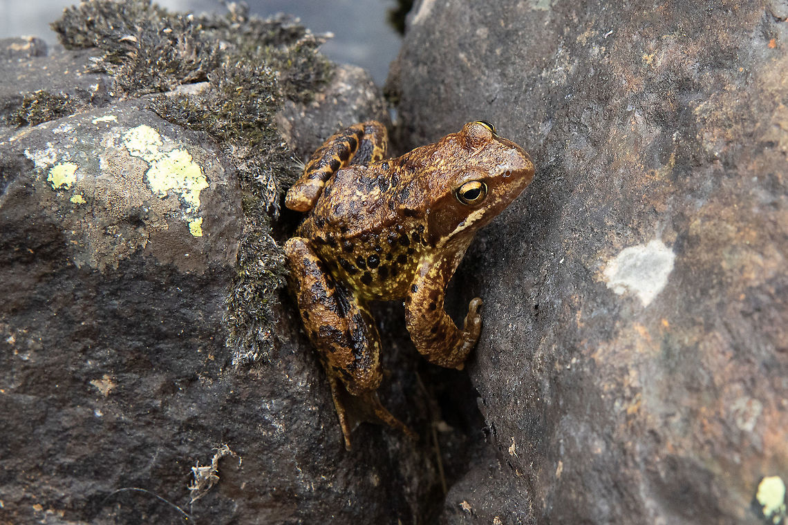 European Common Frog (Rana temporaria) Estanys de Tristaina, Andorra. Jul 29, 2021 Andorra,Common frog,Geotagged,Rana temporaria,Summer
