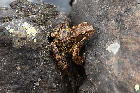 European Common Frog (Rana temporaria) Estanys de Tristaina, Andorra. Jul 29, 2021 Andorra,Common frog,Geotagged,Rana temporaria,Summer