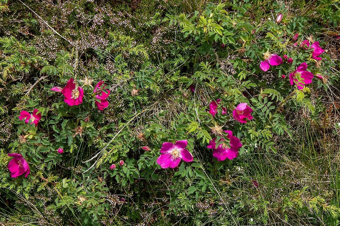 Alpine Rose (Rosa pendulina) Estanys de Tristaina, Andorra. Jul 29, 2021 Andorra,Geotagged,Rosa pendulina,Summer