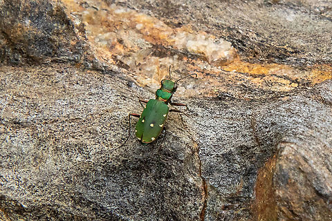 Green Tiger Beetle (Cicindela campestris) Estanys de Tristaina, Andorra. Jul 29, 2021 Andorra,Cicindela campestris,Geotagged,Green Tiger Beetle,Summer