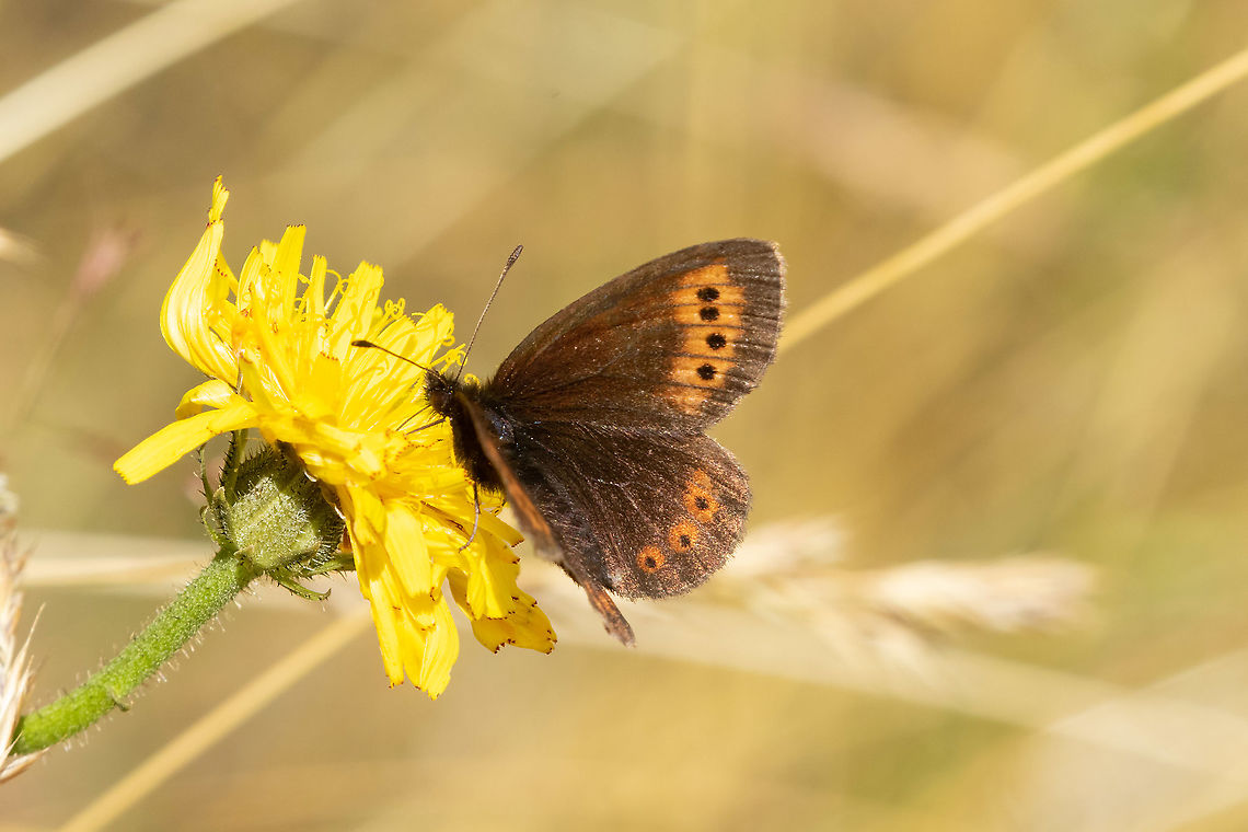 Small mountain ringlet (Erebia epiphron) Col de Mantet, Pyr&eacute;n&eacute;es Orientales, France. Aug 2, 2021 Erebia epiphron,France,Geotagged,Small mountain ringlet,Summer