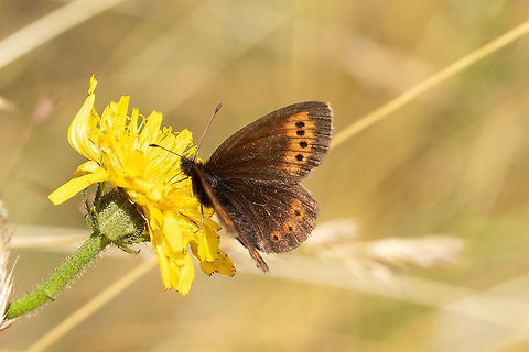 Small mountain ringlet