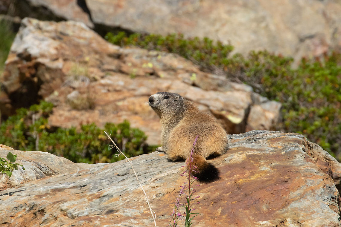 Alpine Marmot (Marmota marmota) Estanys de Tristaina, Andorra. Jul 29, 2021 Alpine Marmot,Andorra,Geotagged,Marmota marmota,Summer