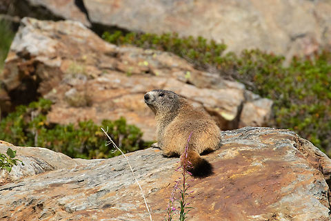 Alpine Marmot