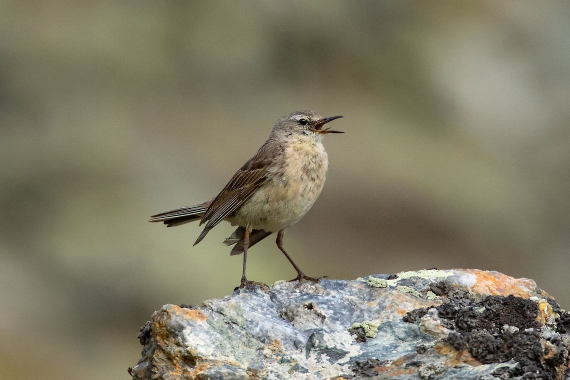 Water pipit (Anthus spinoletta) Estanys de Tristaina, Andorra. Jul 29, 2021 Andorra,Anthus spinoletta,Geotagged,Summer,Water pipit