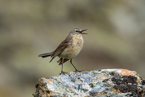 Water pipit (Anthus spinoletta) Estanys de Tristaina, Andorra. Jul 29, 2021 Andorra,Anthus spinoletta,Geotagged,Summer,Water pipit