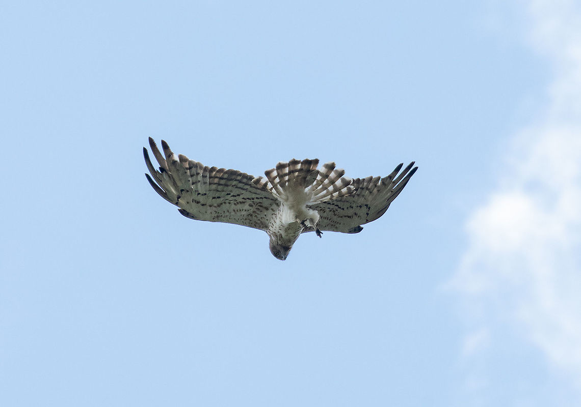 Short-toed Snake Eagle (Circaetus gallicus) Col de la Botella, Andorra. Jul 28, 2021 Andorra,Circaetus gallicus,Geotagged,Short-toed Snake Eagle,Summer