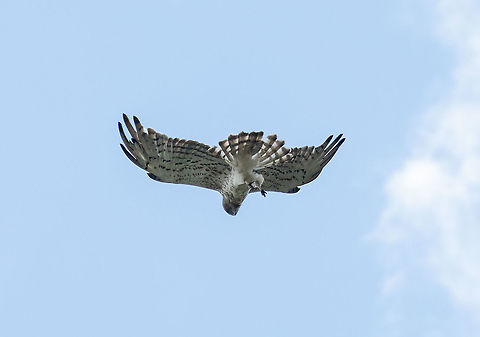 Short-toed Snake Eagle (Circaetus gallicus) Col de la Botella, Andorra. Jul 28, 2021 Andorra,Circaetus gallicus,Geotagged,Short-toed Snake Eagle,Summer
