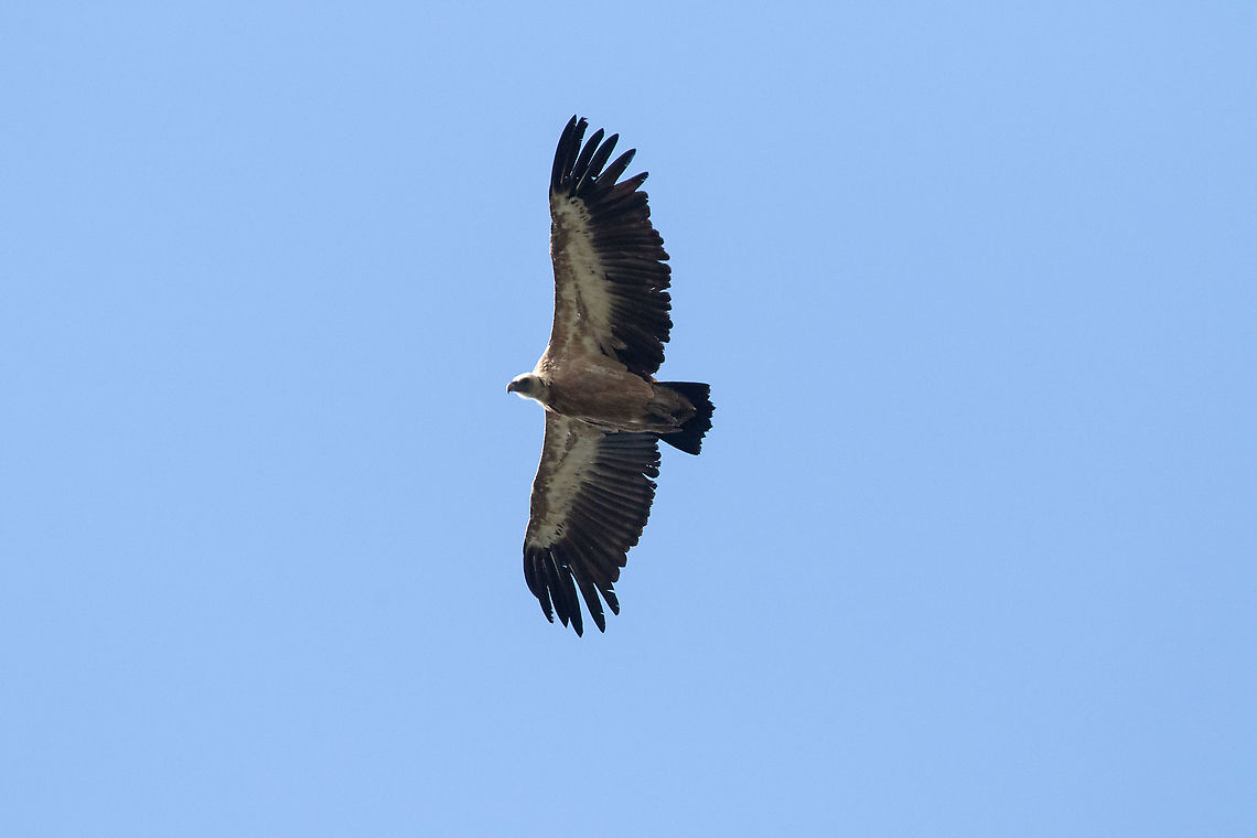 Eurasian griffon (Gyps fulvus) Coll de la Botella, Andorra. Jul 28, 2021 Andorra,Geotagged,Griffon vulture,Gyps fulvus,Summer