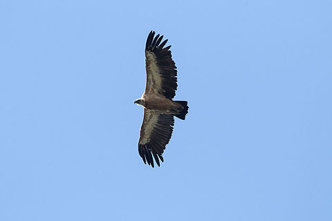 Eurasian griffon (Gyps fulvus) Coll de la Botella, Andorra. Jul 28, 2021 Andorra,Geotagged,Griffon vulture,Gyps fulvus,Summer