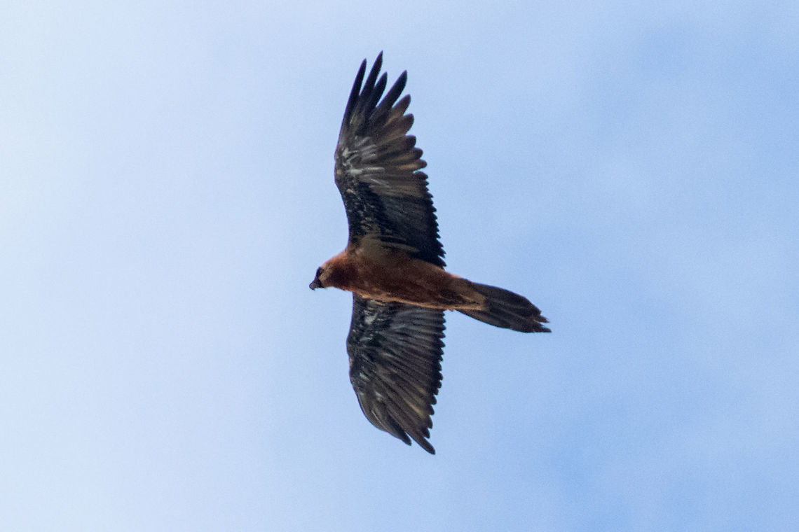 Bearded Vulture (Gypaetus barbatus) Coll de la Botella, Andorra. Jul 28. 2021 Andorra,Bearded Vulture,Geotagged,Gypaetus barbatus,Summer