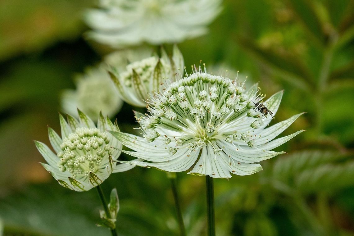 Great Masterwort (Astrantia major) Vall de Sorteny, Andorra. Jul 27. 2021 Andorra,Astrantia major,Geotagged,Great Masterwort,Summer