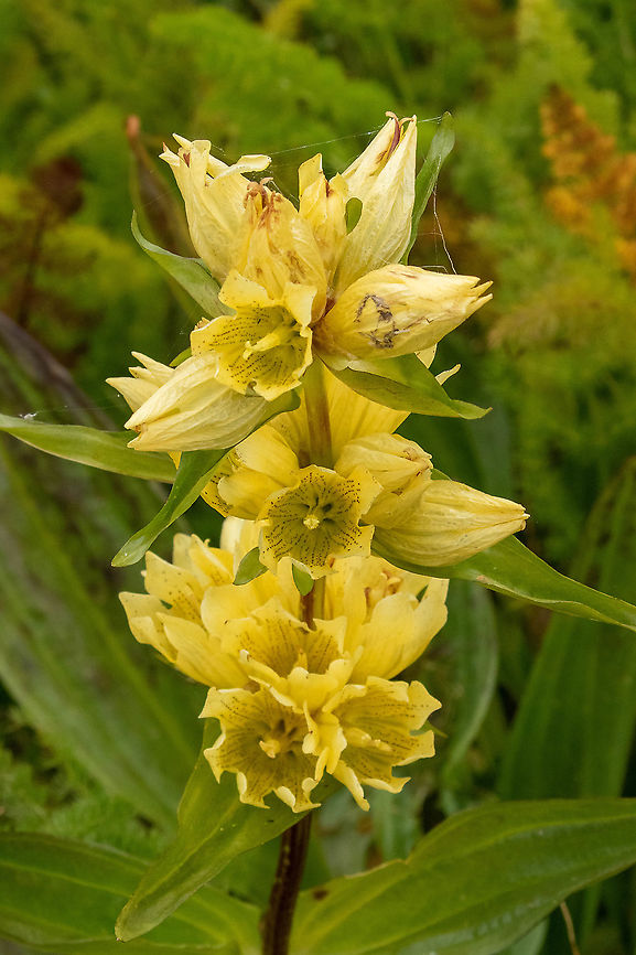 Burser's Gentian (Gentiana burseri) Vall de Sorteny, Andorra. Jul 27. 2021 Andorra,Burser's Gentian,Gentiana burseri,Geotagged,Summer