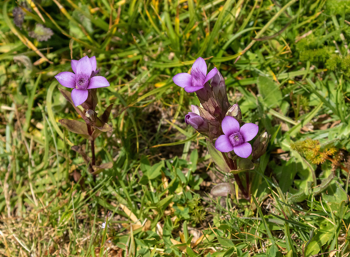 Field Gentian (Gentianella campestris) Vall de Sorteny, Andorra. Jul 27. 2021 Andorra,Gentianella campestris,Geotagged,Summer