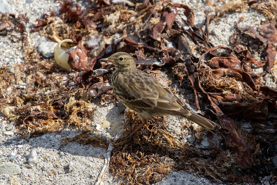 Rock pipit (Anthus petrosus) Presqu&#039;&icirc;le de Quiberon, Bretagne, France. Aug 30, 2021 Anthus petrosus,Eurasian rock pipit,France,Geotagged,Summer