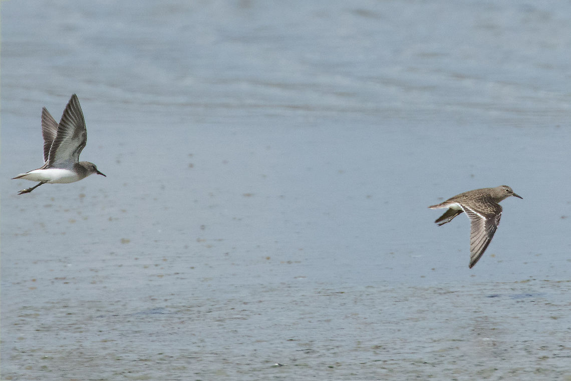 Temminck's stints (Calidris temminckii) R&eacute;serve des Marais de S&eacute;n&eacute;, Bretagne, France. Aug 28, 2021 Calidris temminckii,France,Geotagged,Summer,Temminck's stint