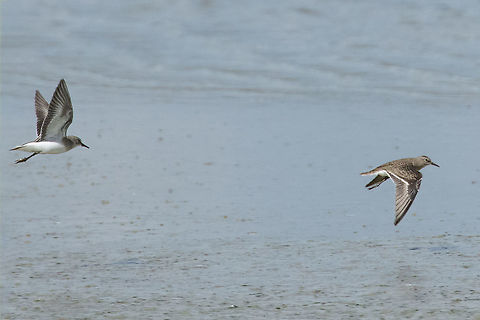 Temminck's stints (Calidris temminckii) R&eacute;serve des Marais de S&eacute;n&eacute;, Bretagne, France. Aug 28, 2021 Calidris temminckii,France,Geotagged,Summer,Temminck's stint