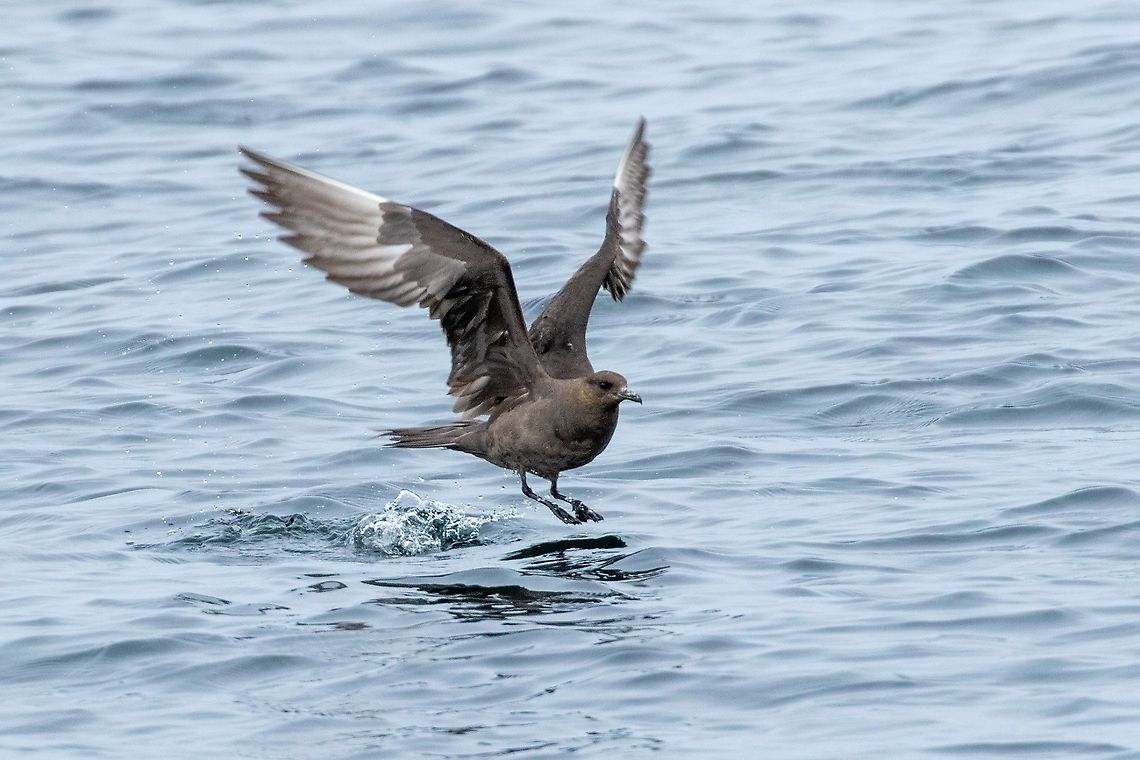 Parasitic jaeger (Stercorarius parasiticus) Mor Braz, Bretagne, France. Aug 20, 2021 France,Geotagged,Parasitic jaeger,Stercorarius parasiticus,Summer