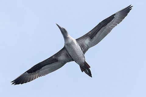 A young gannet (Morus bassanus) checking me out Mor Braz, Bretagne, France. Aug 20, 2021 France,Geotagged,Morus bassanus,Northern Gannet,Summer