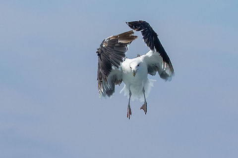 Great black-backed gull (Larus marinus) Mor Braz, Bretagne, France. Aug 20, 2021 France,Geotagged,Great black-backed gull,Larus marinus,Summer