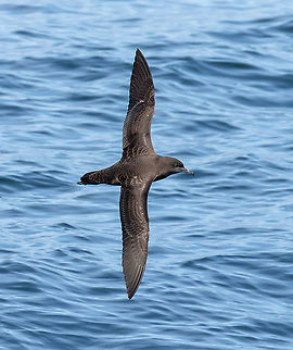 Sooty shearwater (Ardenna grisea) Mor Braz, Bretagne, France. Aug 20, 2021 Ardenna grisea,France,Geotagged,Sooty shearwater,Summer