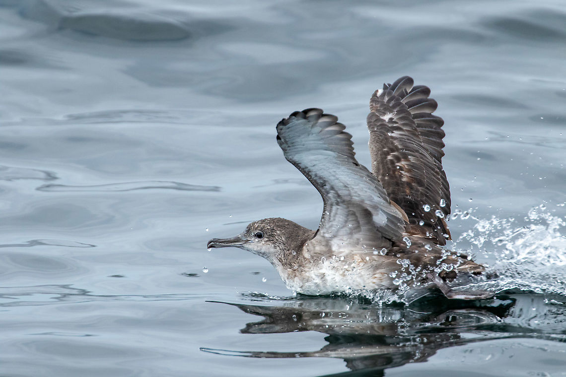Balearic shearwater (Puffinus mauretanicus) Mor Braz, Bretagne, France. Aug 20, 2021 Balearic shearwater,France,Geotagged,Puffinus mauretanicus,Summer
