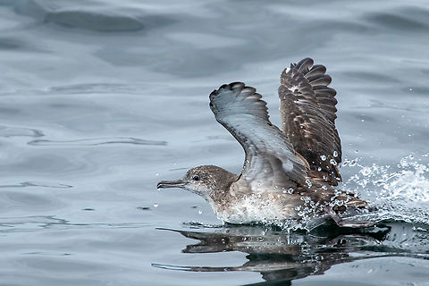 Balearic shearwater