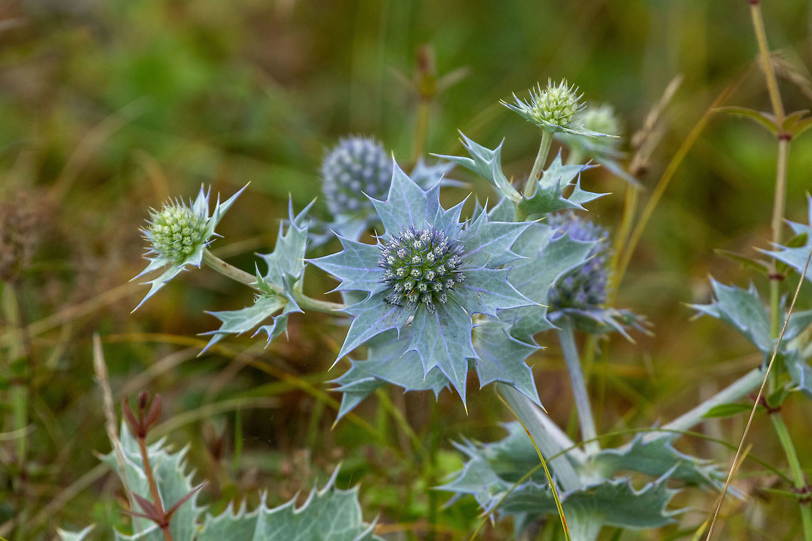 Sea holly (Eryngium maritimum) Marais de Suscinio, Morbihan, France. Eryngium maritimum,France,Geotagged,Sea holly,Summer