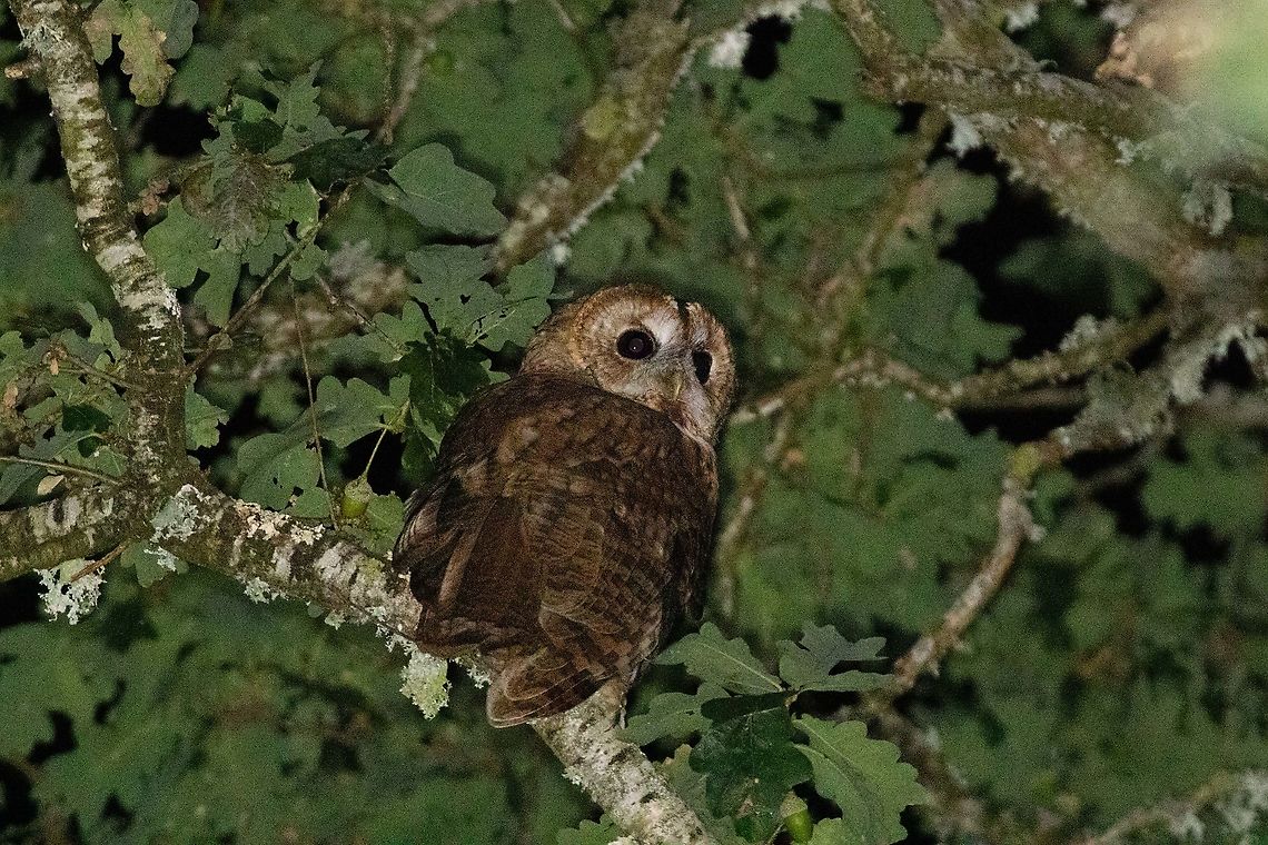 Tawny Owl (Strix aluco) R&eacute;serve des Marais de S&eacute;n&eacute;, Morbihan, France France,Geotagged,Strix aluco,Summer,Tawny  Owl