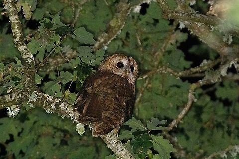 Tawny Owl (Strix aluco) R&eacute;serve des Marais de S&eacute;n&eacute;, Morbihan, France France,Geotagged,Strix aluco,Summer,Tawny  Owl