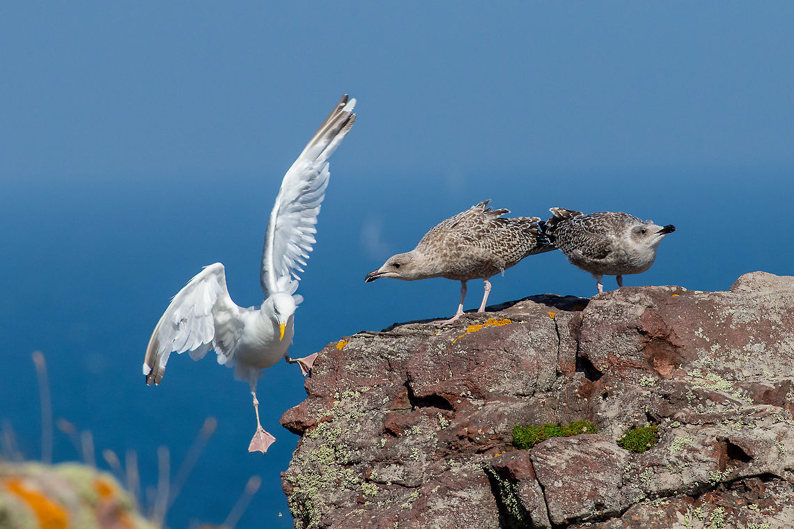 Herring gull family drama! Cap Fr&eacute;hel, Bretagne, France. Aug 25, 2021 European herring gull,France,Geotagged,Larus argentatus,Summer