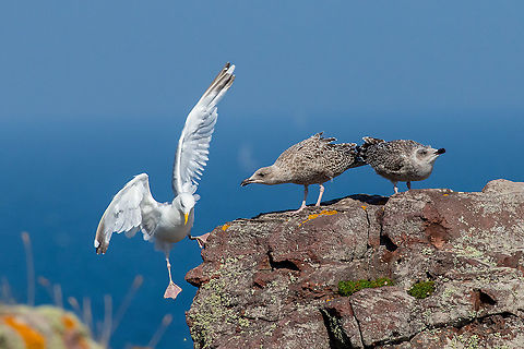 Herring gull family drama! Cap Fr&eacute;hel, Bretagne, France. Aug 25, 2021 European herring gull,France,Geotagged,Larus argentatus,Summer