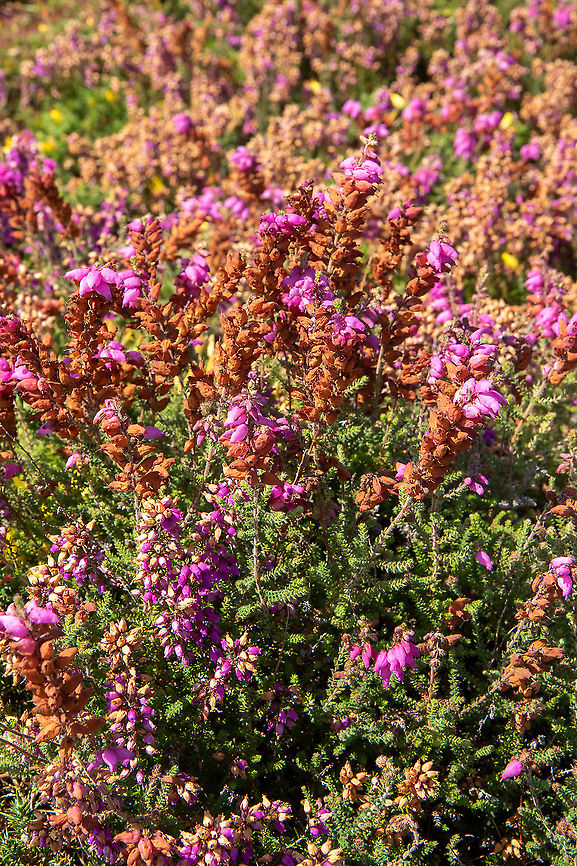 Dorset heath (Erica ciliaris) Cap Fr&eacute;hel, Bretagne, France. Aug 25, 2021 Erica  ciliaris,Erica ciliarus,France,Geotagged,Summer
