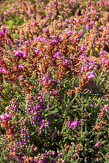 Dorset heath (Erica ciliaris) Cap Fr&eacute;hel, Bretagne, France. Aug 25, 2021 Erica  ciliaris,Erica ciliarus,France,Geotagged,Summer