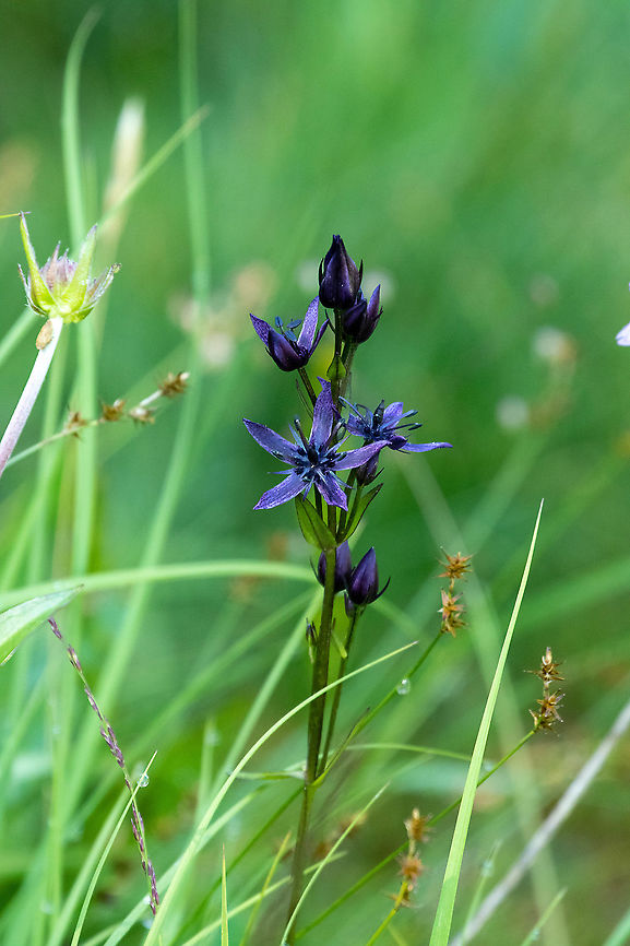 Felwort (Swertia perennis) Vall de Sorteny, Andorra. Jul 27, 2021 Andorra,Geotagged,Summer,Swertia perennis