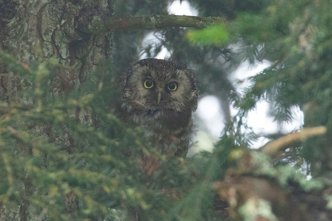 Tengmalm's Owl (Aegolius funereus) Vall&eacute;e de Bethmale, Ari&egrave;ge, France. Jul 24, 2021 Aegolius funereus,Boreal owl,France,Geotagged,Summer