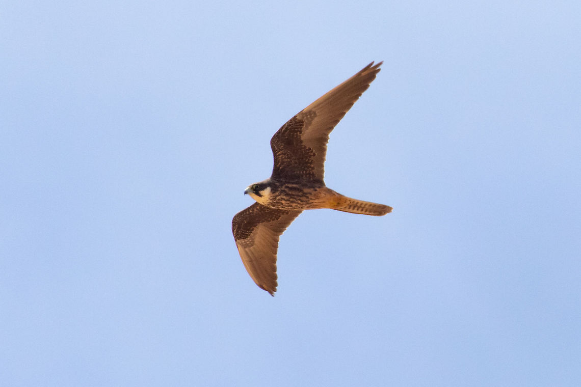 Eleonora's falcon (Falco eleonorae) - pale morph La Graciosa, Canary Islands. Sep 13, 2021 Eleonora's falcon,Falco eleonorae,Geotagged,Spain,Summer