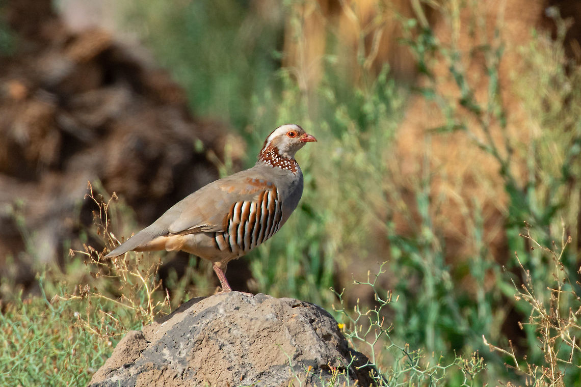 Barbary partridge (Alectoris barbara) Costa Teguise, Lanzarote, Canarias. Sep 10, 2021 Alectoris barbara,Barbary partridge,Geotagged,Spain,Summer